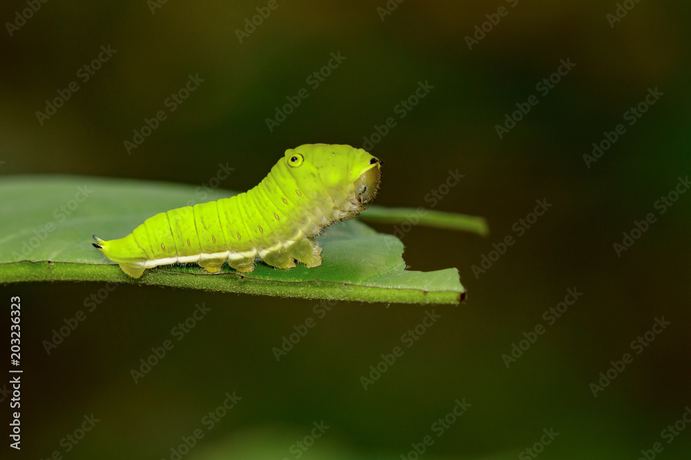 Image of Green Common Jay caterpillar (Graphium doson evemonides) on green leaf. Insect. Insect. Animal.