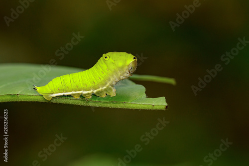 Image of Green Common Jay caterpillar (Graphium doson evemonides) on green leaf. Insect. Insect. Animal.