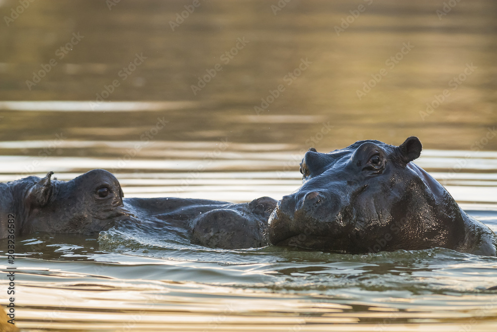 Fototapeta premium Playing Hippopotamus , Kruger National Park , Africa