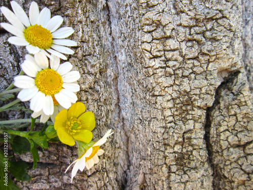  close-up of daisies and tree trunks.background. 