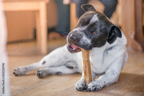 Fototapeta Naklejka Na Ścianę i Meble -  Happy, healthy dog laying in the living room and chewing a bone