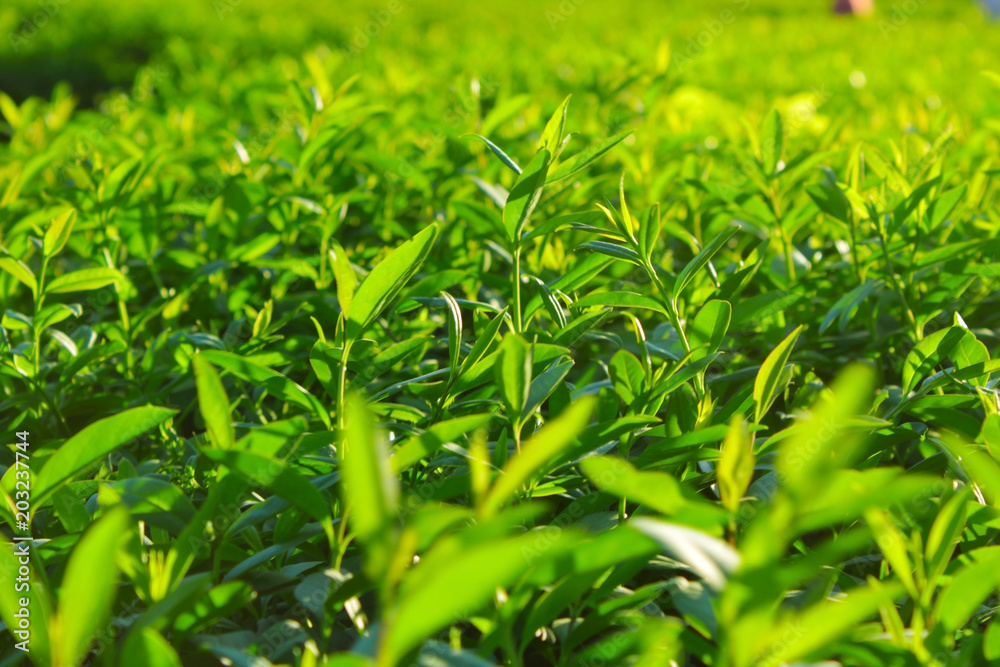 Tea leaves. Tea plantations. Morning at tea plantations. Sunrise on tea plantations. Tea leaves. Tea plantations. Morning at tea plantations. Sunrise on tea plantations.