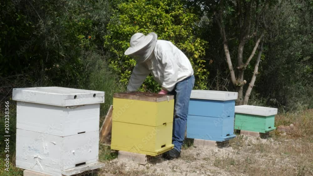 A beekeeper working on a beehive A beekeeper working on a beehive