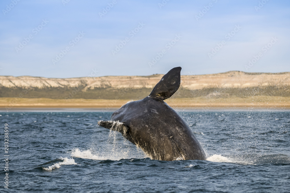 Fototapeta premium Whale jump , Patagonia