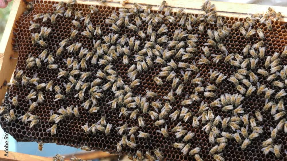 Beehive in the apiary. Bees collect nectar from brood frame.Mide shot Beehive in the apiary. Bees collect nectar from brood frame.Mide shot