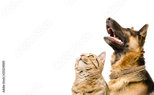 Portrait of a German shepherd and a cat Scottish Straight looking up, isolated on white background