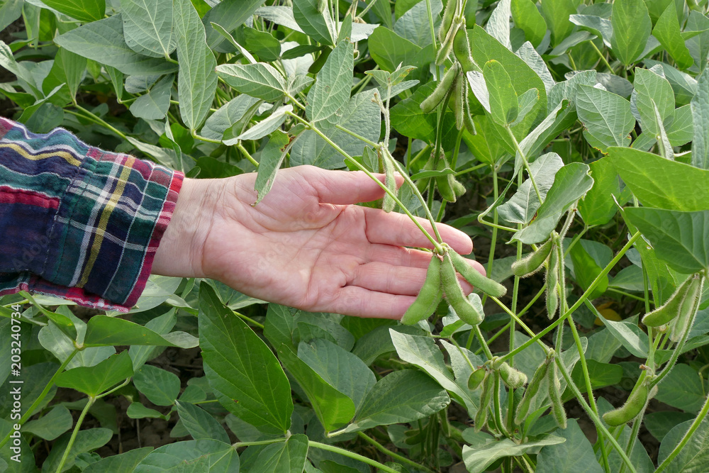 Farmer or agronomist examining green soybean plant in field, closeup of hand Farmer or agronomist examining green soybean plant in field, closeup of hand