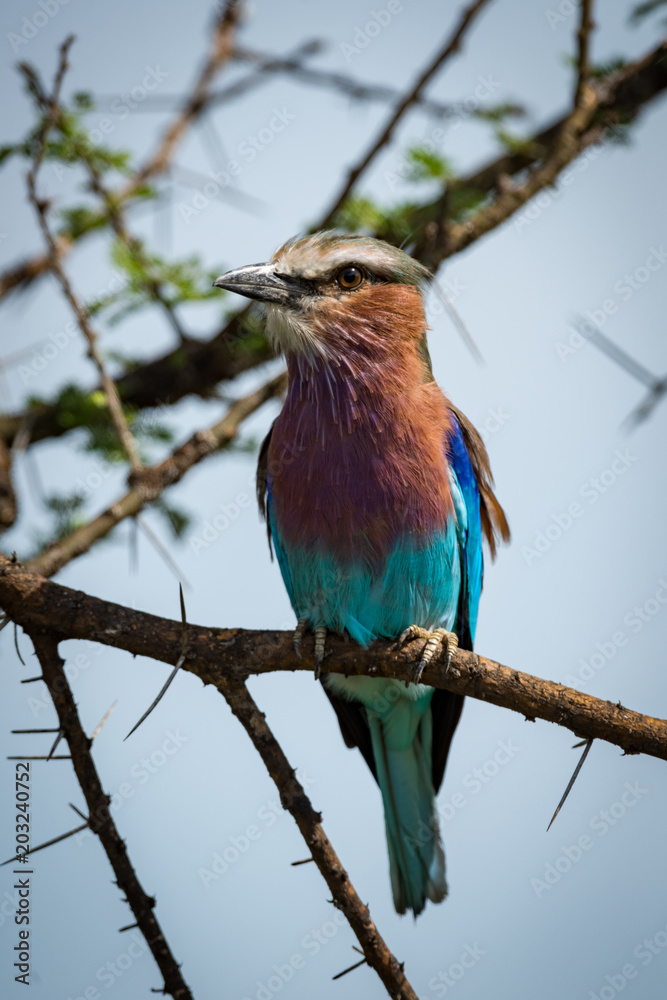 Fototapeta premium Lilac-breasted roller with head turned on branch