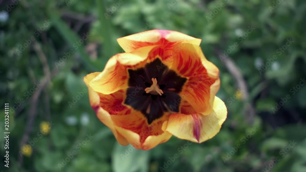 CLOSE UP. Red Yellow Tulip flower. View from above CLOSE UP. Red Yellow Tulip flower. View from above