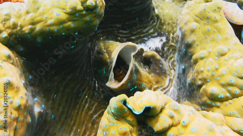 Close up of breathing colorful giant clam Tridacna gigas grows in the shallows Raja Ampat, Indonesia