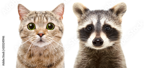 Portrait of a cute cat Scottish Straight and raccoon, closeup, isolated on white background