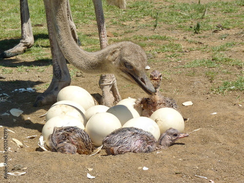 Straussen Weibchen mit frisch geschlüpften Babies