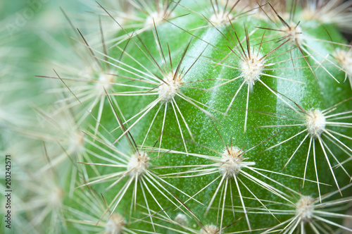 Cactus thorns.
