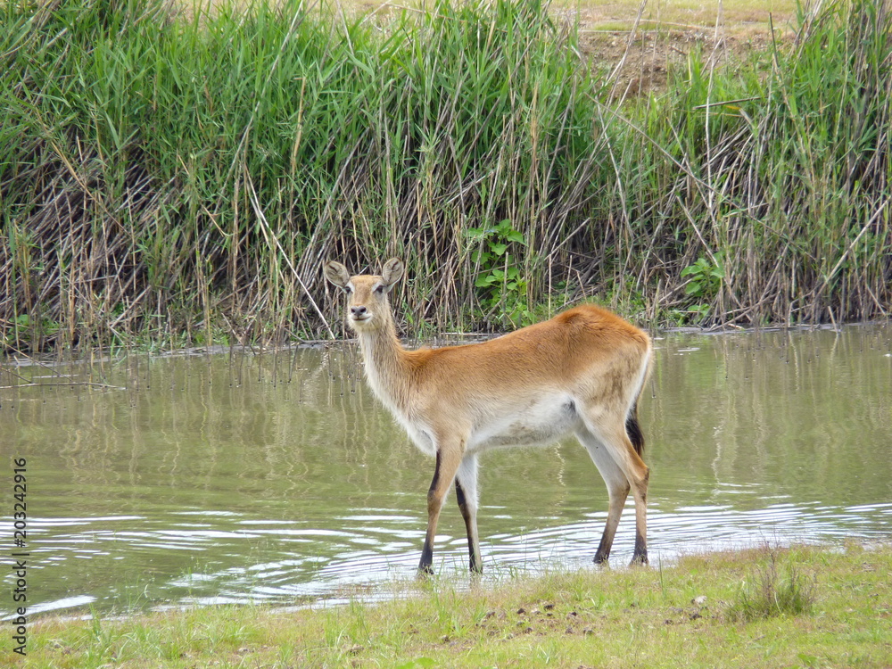 Obraz premium Lechwe im Wasser 