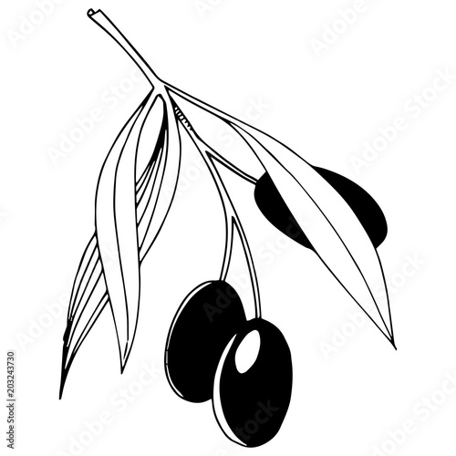 Olive tree in a vector style isolated. Olive tree in a vector style isolated. Vector olive tree for background, texture, wrapper pattern, frame or border.