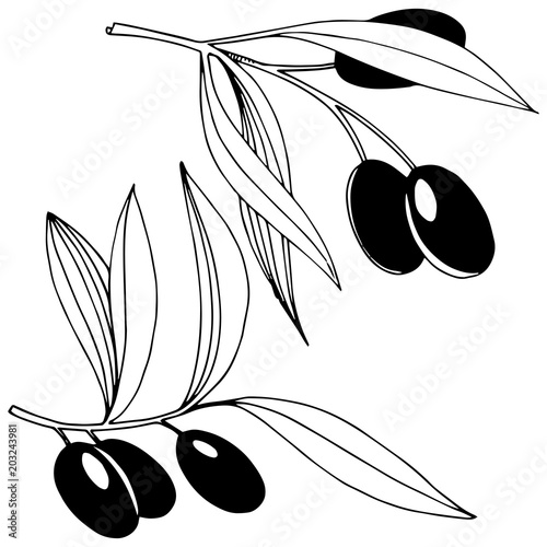 Olive tree in a vector style isolated. Olive tree in a vector style isolated. Vector olive tree for background, texture, wrapper pattern, frame or border.