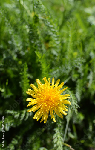 Fototapeta Naklejka Na Ścianę i Meble -  Sunny yellow dandelion flower