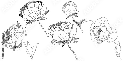Wildflower peonies flower in a vector style isolated. Full name of the plant: peony. Vector wildflower for background, texture, wrapper pattern, frame or border.