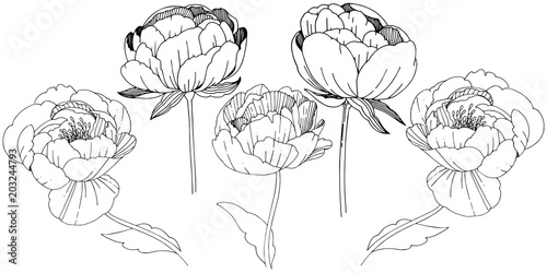 Wildflower peonies flower in a vector style isolated. Full name of the plant: peony. Vector wildflower for background, texture, wrapper pattern, frame or border.