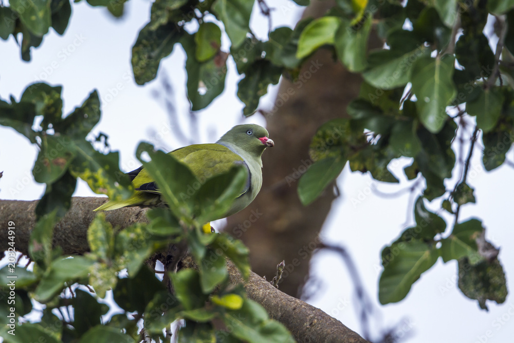 Fototapeta premium African Green-Pigeon in Kruger National park, South Africa