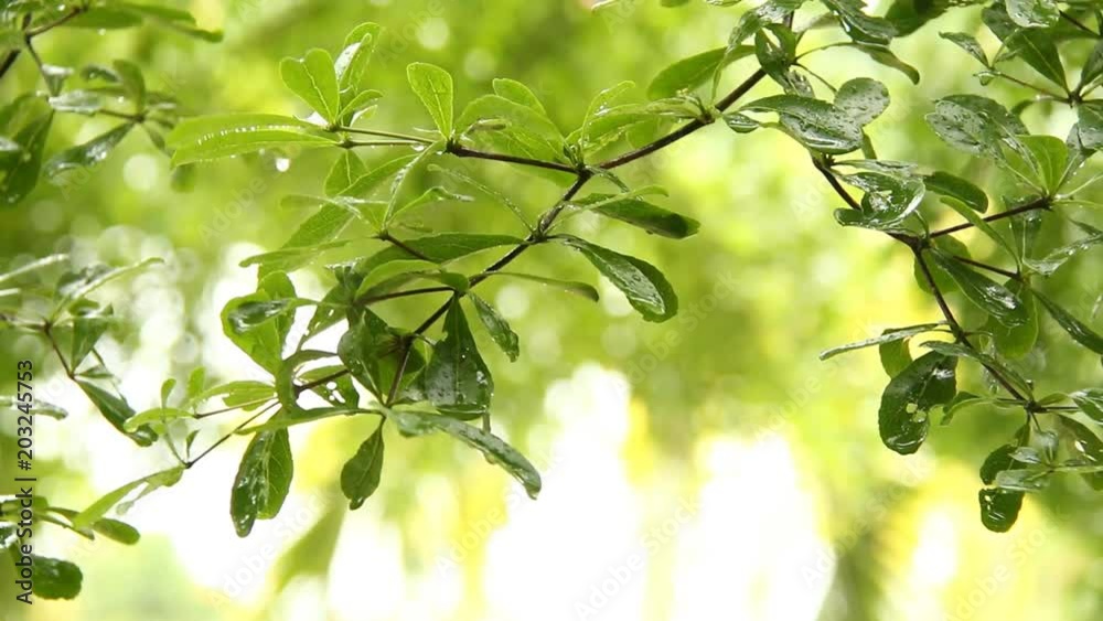 Leaves of tree with rain drops , chiangmai Thailand Leaves of tree with rain drops , chiangmai Thailand