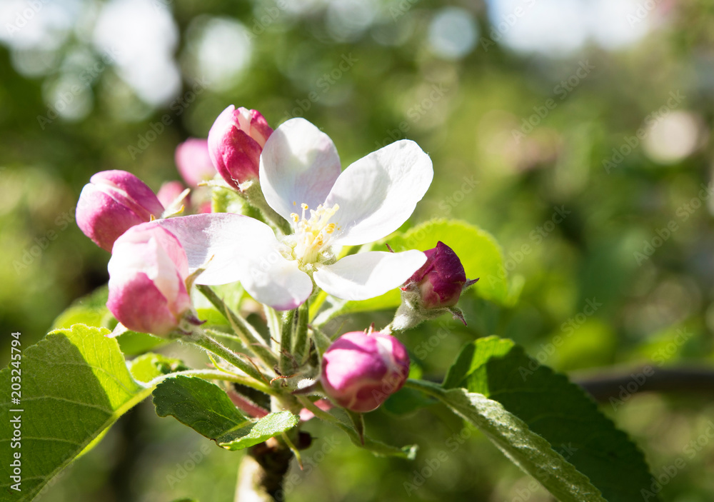 Obraz premium Blooming apple tree with beautiful close-up flowers