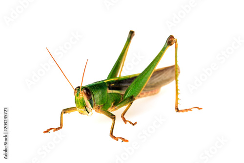Young green grasshopper isolated on white background.