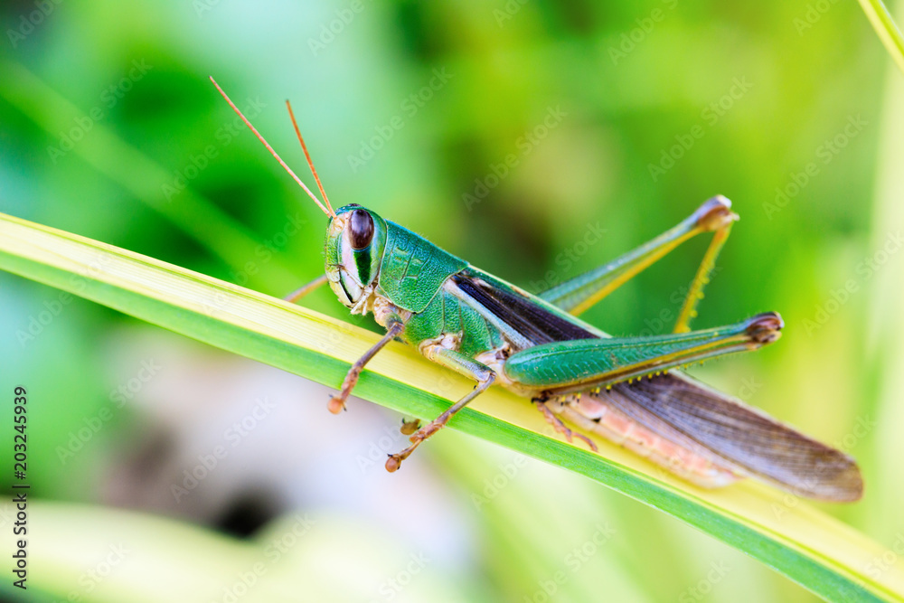 Fototapeta premium Young green grasshopper on the leafs.