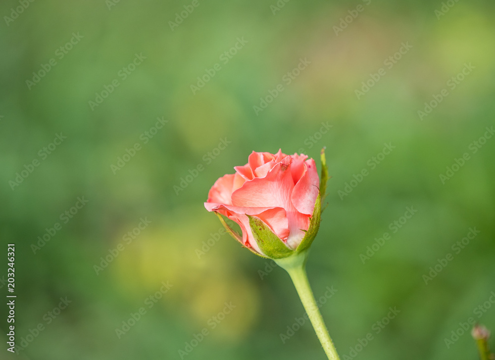 Obraz premium bud old rose