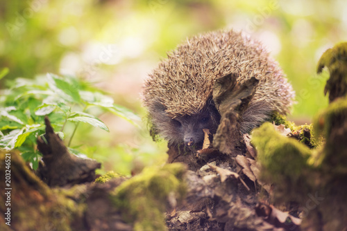 Hedgehog in the sunny spring forest, wildlife natural background. Animals in the wild, nature photography