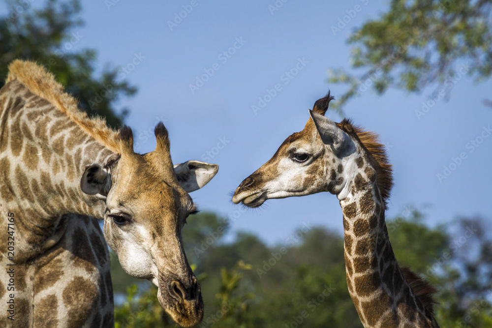 Fototapeta premium Giraffe in Kruger National park, South Africa