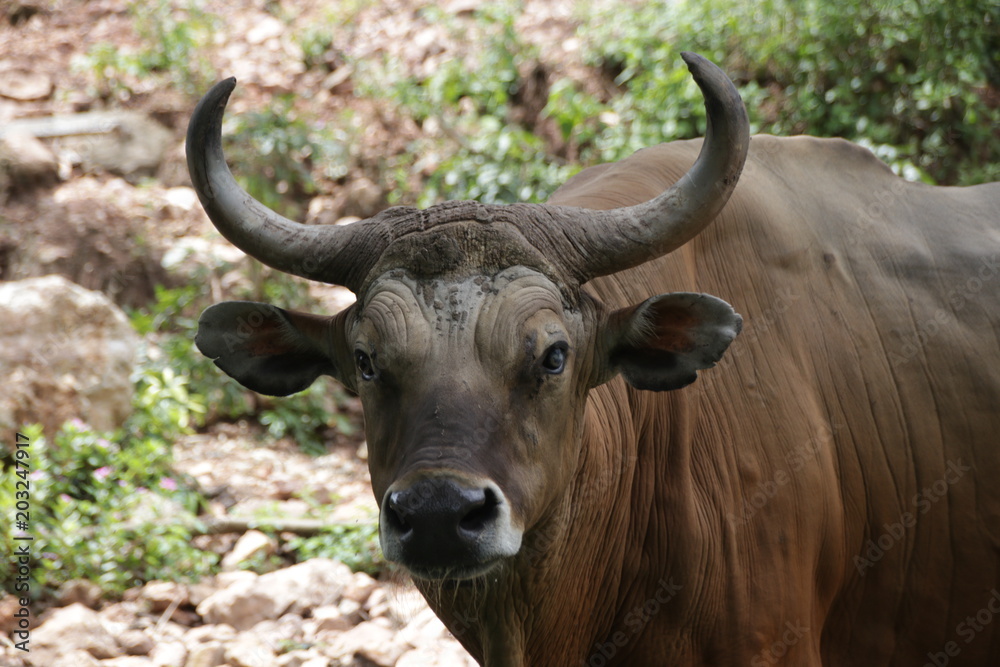 Close up Wild Cattle Close up Wild Cattle