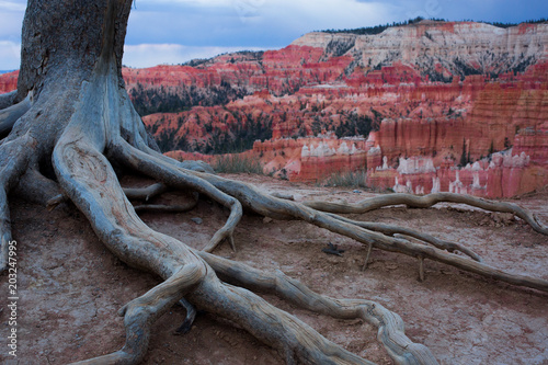 Red Rock Roots