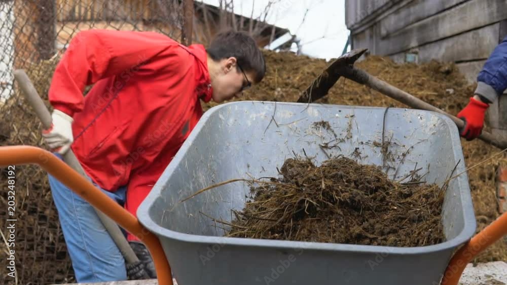 Two teenagers on the farm fill with cow dung a cart. The concept of ecological vegetable growing. Two teenagers on the farm fill with cow dung a cart. The concept of ecological vegetable growing.