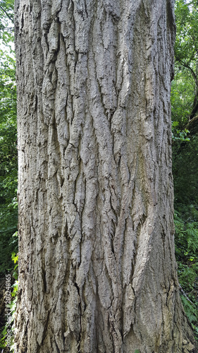 Bark of Poplar (Populus sp.)