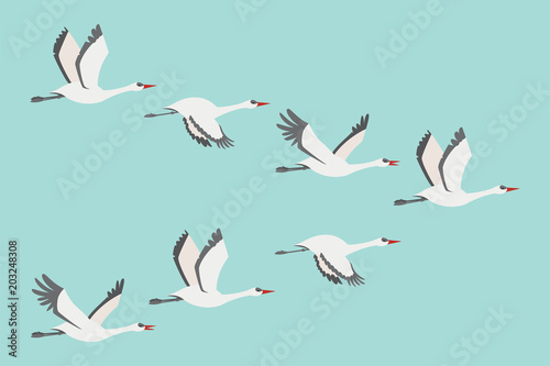 Flock of cranes in flying. Vector flat illustration of bird migration isolated on blue background.