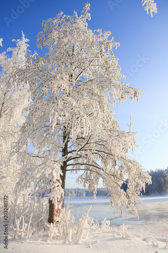 Snowy trees in river shore at winter