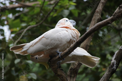 Close up White Cockatoo Bird