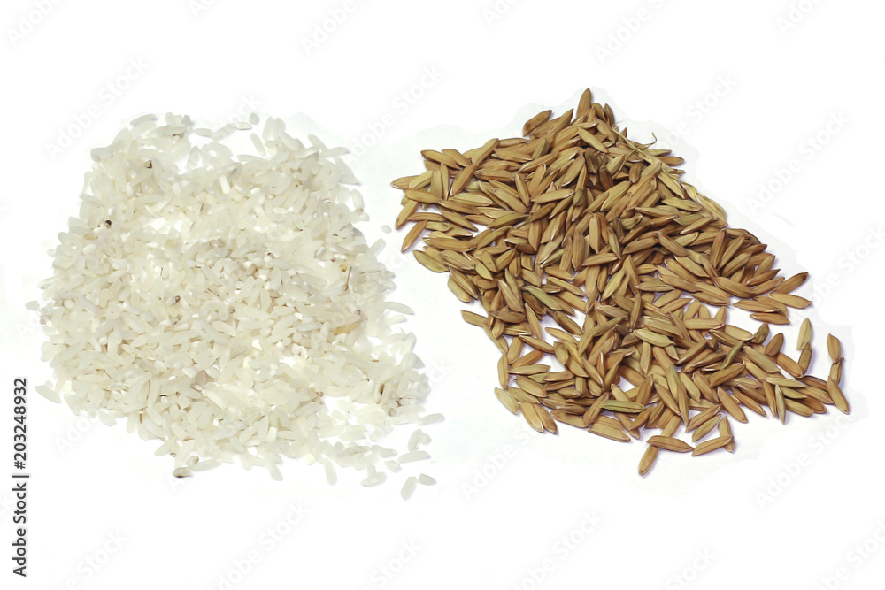 Close up view brown paddy rice and white Close up view brown paddy rice and white