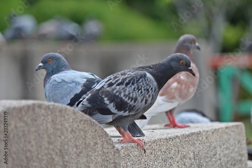 Pigeon,  it lives at NONGPRAJAK PUBLIC PARK,  Udonthani Thailand.