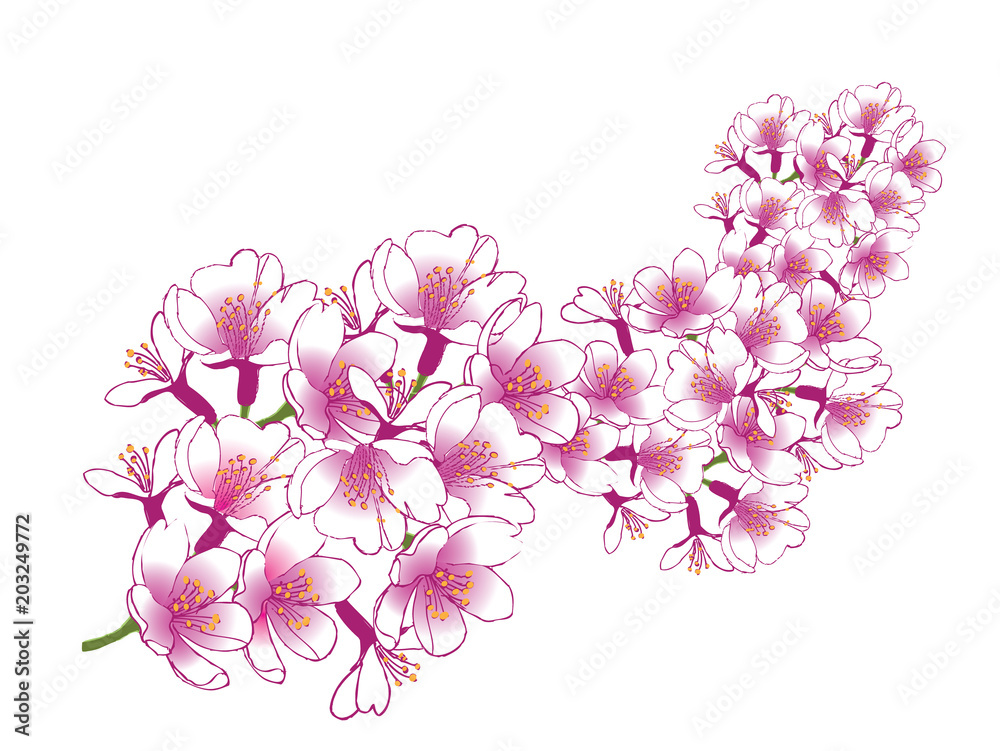 Hand drawn cherry blossoms. EPS10 vector illustration.