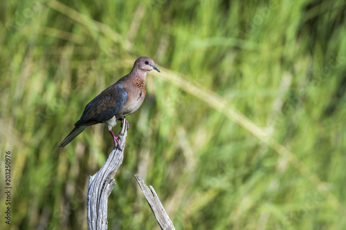 Laughing Dove in Kruger National park, South Africa