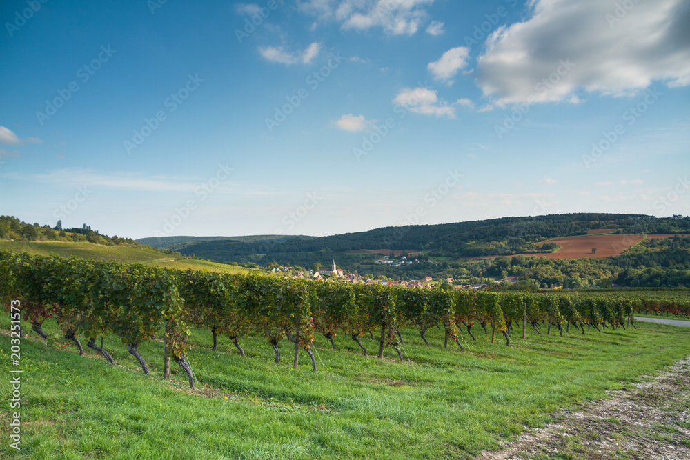 Vineyard in burgundy, France