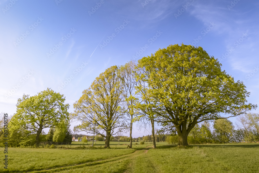 Huge old oak on the field road.