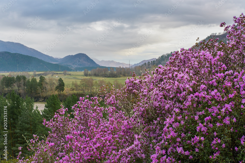 Pink flowers on a background of mountains, river and a valley under a cloudy sky. Flowering of Rhododendron ledebourii Pink flowers on a background of mountains, river and a valley under a cloudy sky. Flowering of Rhododendron ledebourii