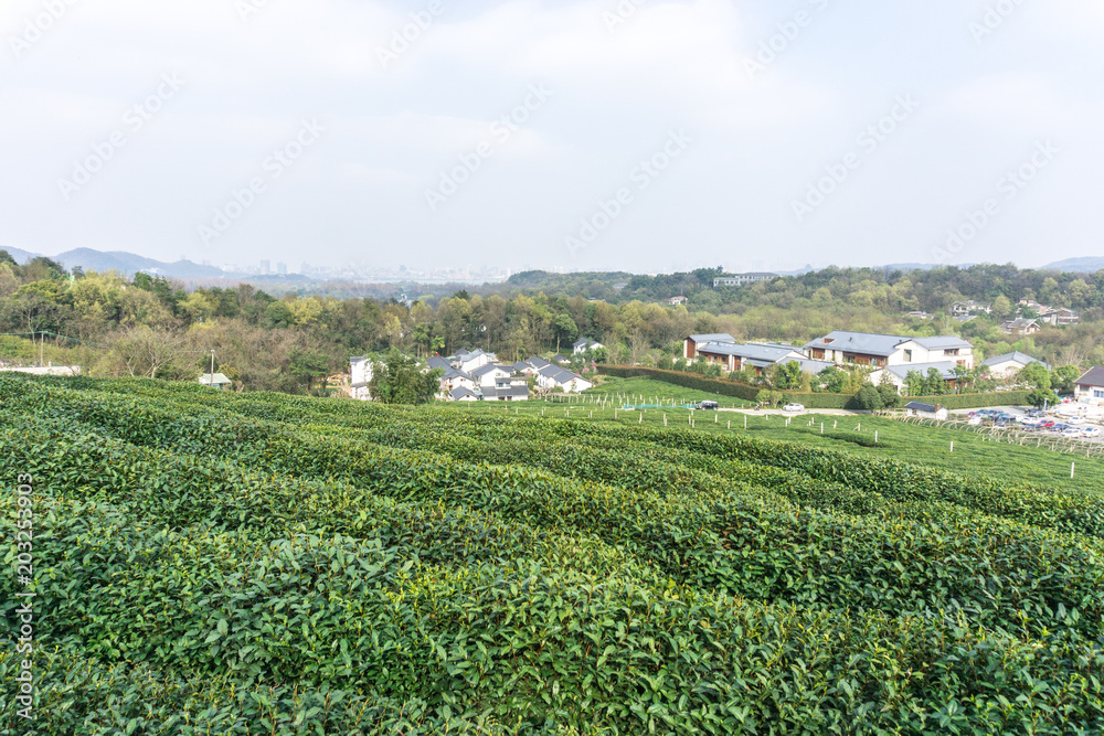 longjing tea garden in hanghou china