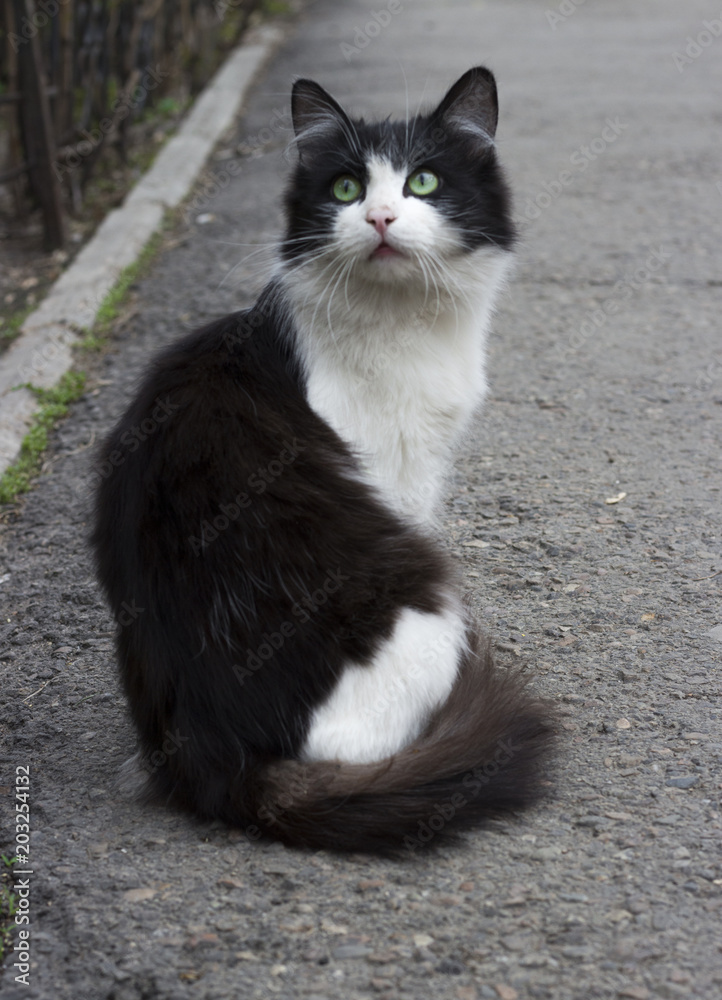 Black and white cat is sitting on the street