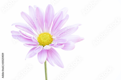 Purple Daisy close up