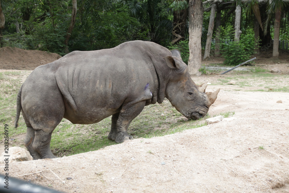 rhino in the zoo