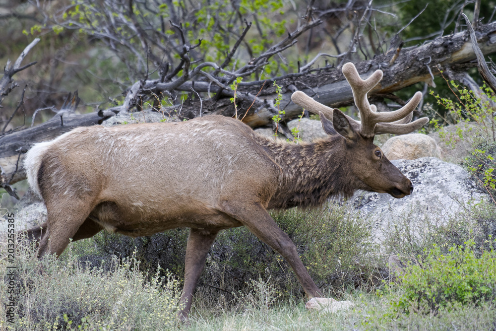 Fototapeta premium Elk of The Colorado Rocky Mountains